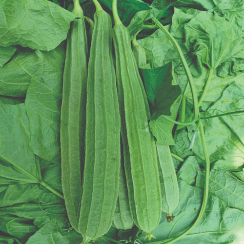 RIDGE GOURD PALISONA